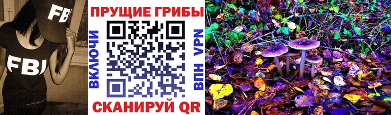 купить наркоту  Грайворон  Псилоцибиновые грибы Cubensis 
